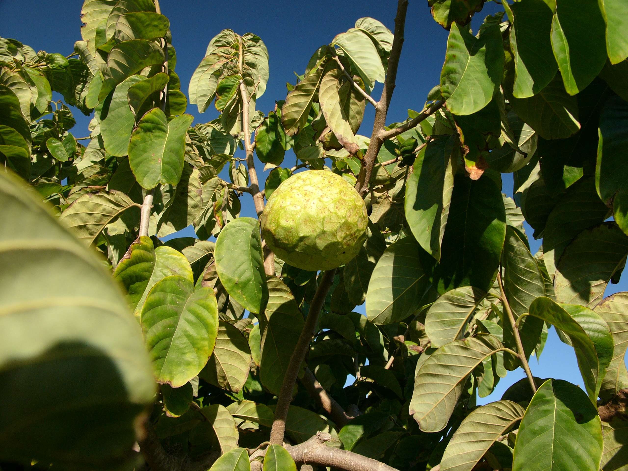 Cherimoya_tree_hg (1)