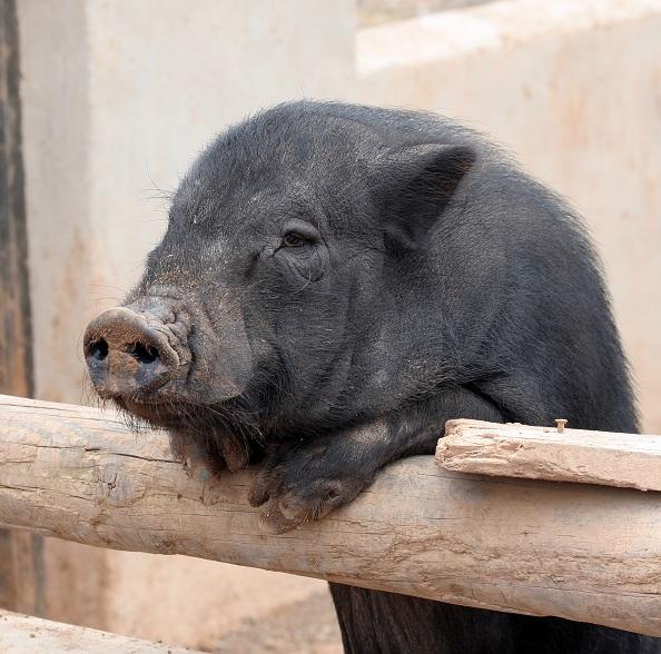 cerdo vietnamita