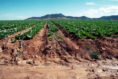 AGRICULTURA