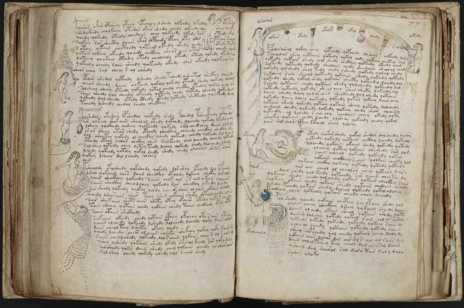 manuscrito Voynich 213