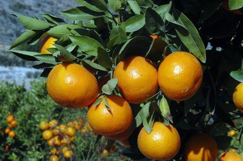 naranjas