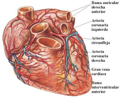 corazon