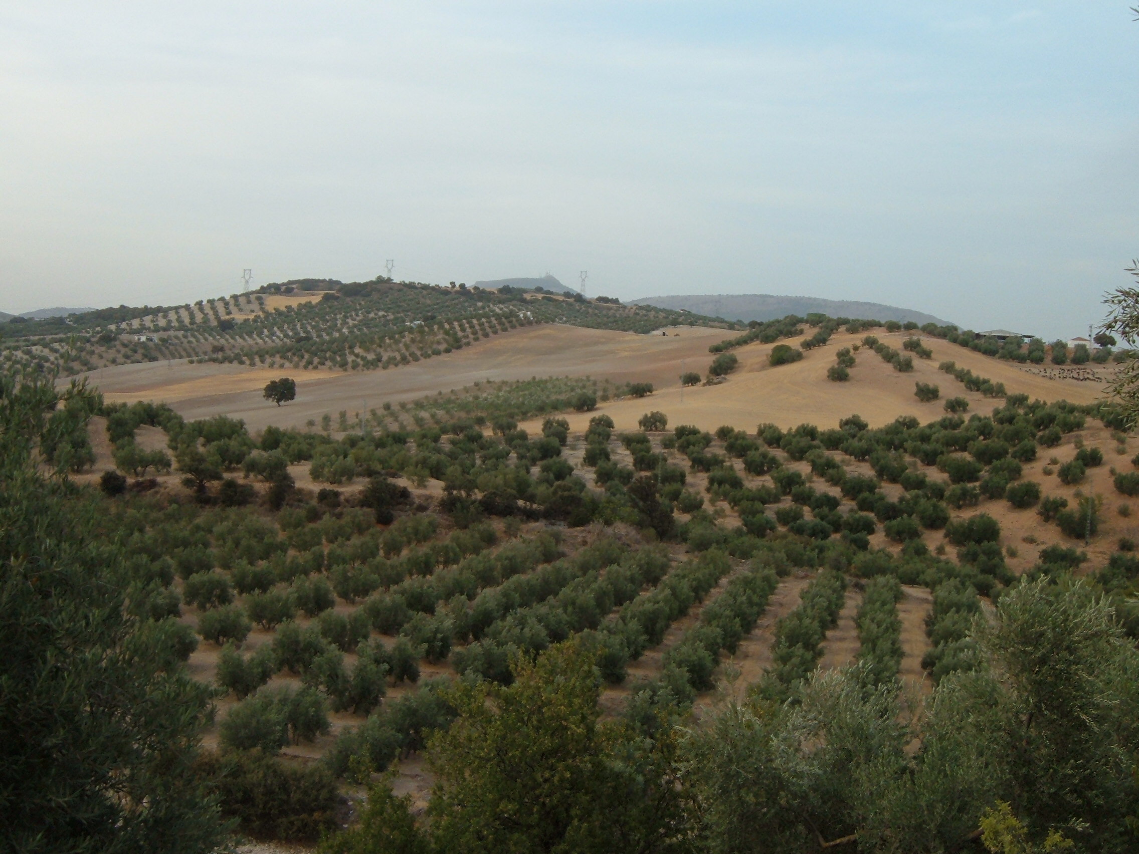 Olivar_en_Granada