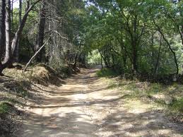 Caminos forestales