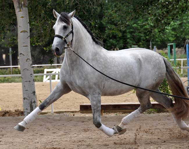 caballo raza española