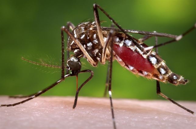 chikungunya