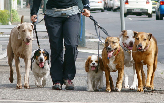 la-guardia-civil-detiene-paseadores-de-perros