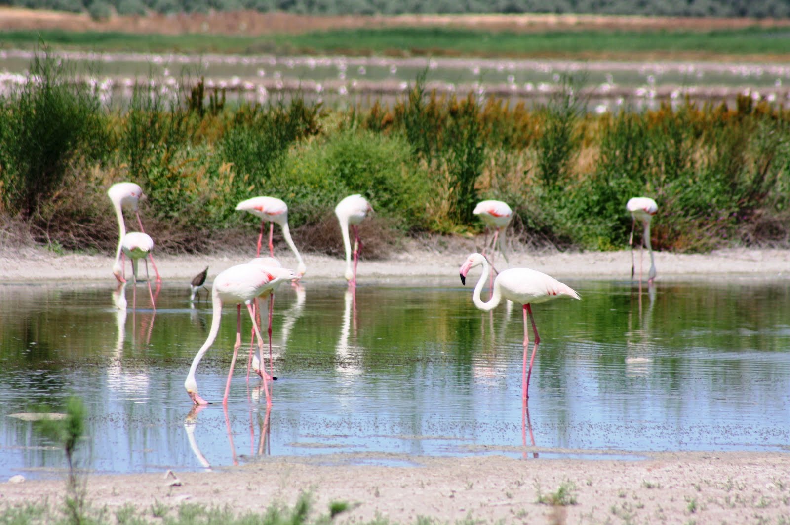 flamencos humedales