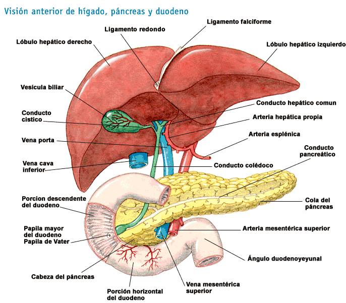 higado