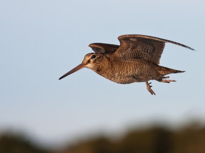 pajaro