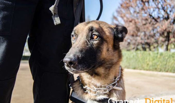 Taller-Policía-canina-1