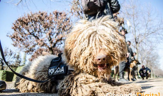 Taller-Policía-canina-4