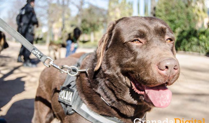 Taller-Policía-canina-9