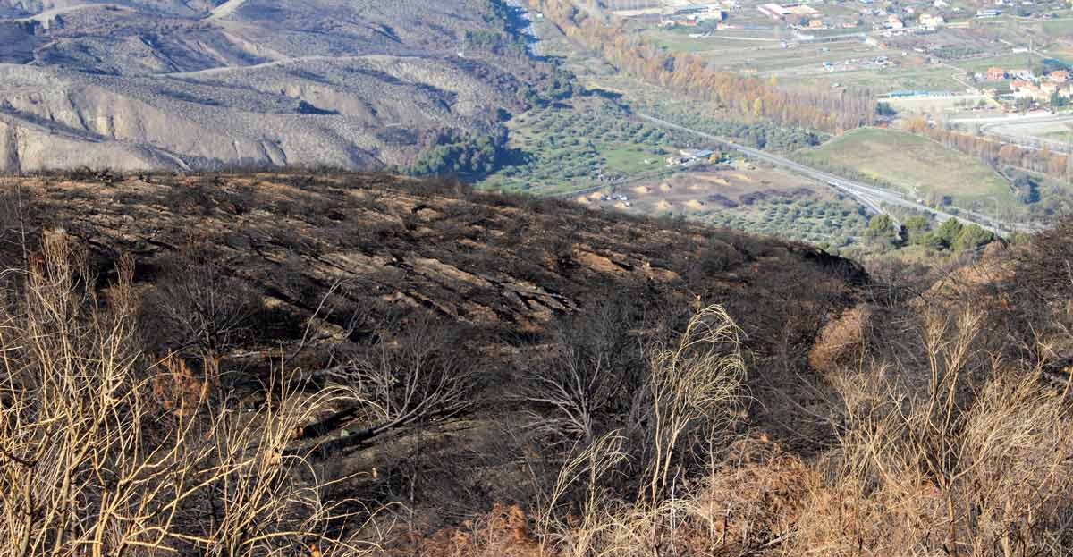 incendio-cenes