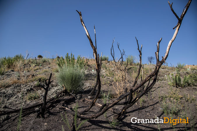 Incendio-Cenes-Recuperacion-(76-de-122)