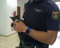 Policia rescata gatos en abandono