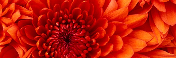 Chrysanthemum