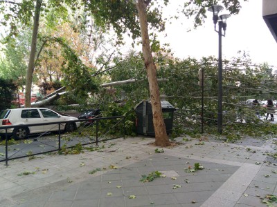 arbol viento gonazlo gallas 3