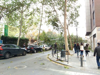 viento árbol gonzalo gallas