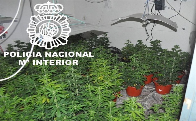 cannabis-detenido-granada-planta