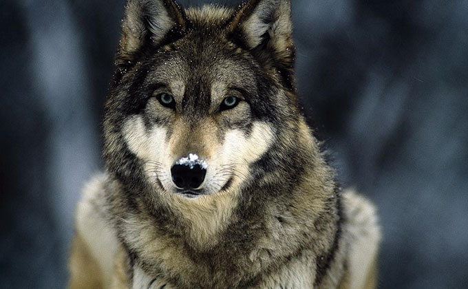 lobo