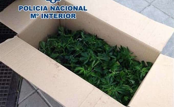 caja-marihuana