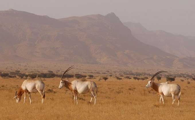 antilope-sahara