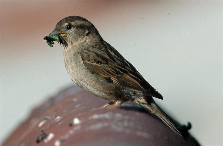 pajaro