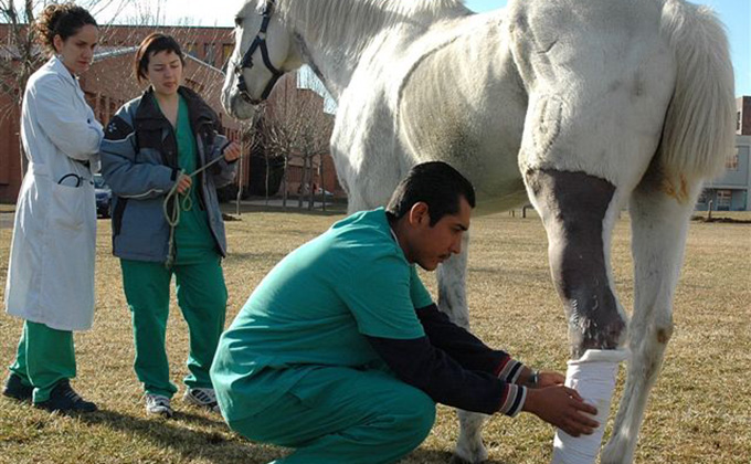 veterinario-ecuestre