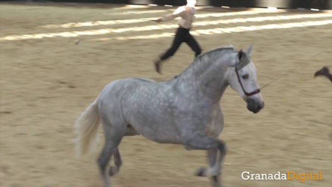 video-diario-Feria-del-Caballo-CONCAB-Granada