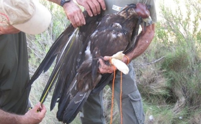 aguila