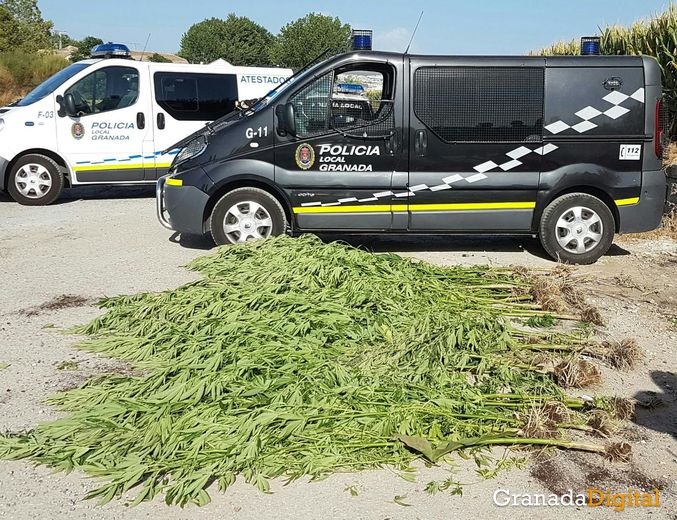 policia-loca-marihuana_result