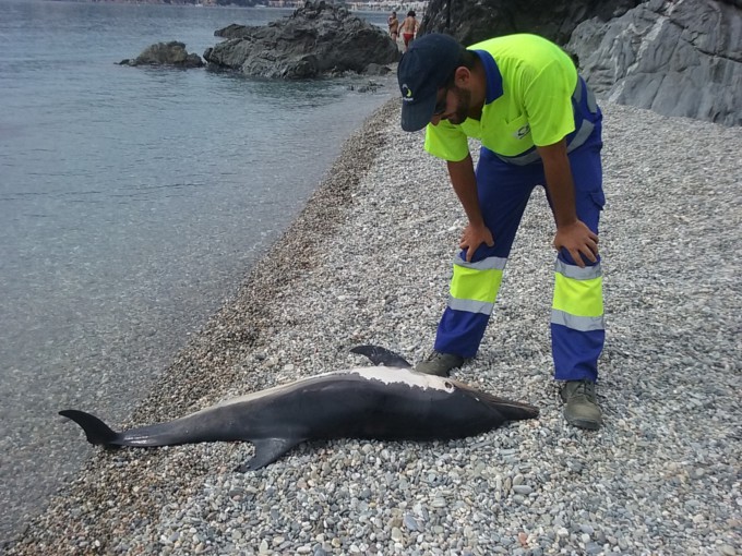 emplado-limpieza-playa-observa-delfin-antes-de-retirarlo-16