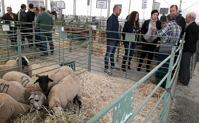 ii-feria-bobina-de-zafarraya