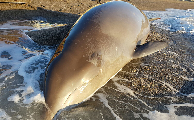 delfin-vivo-varado-en-playa-velilla-de-almunecar-16-2