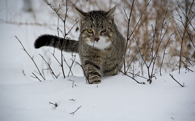 gato-nieve