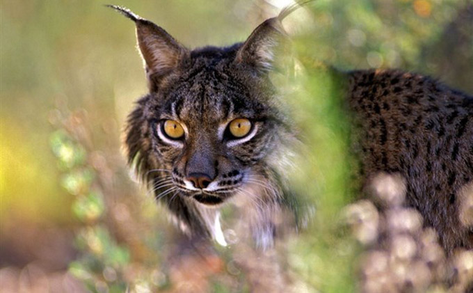 lince