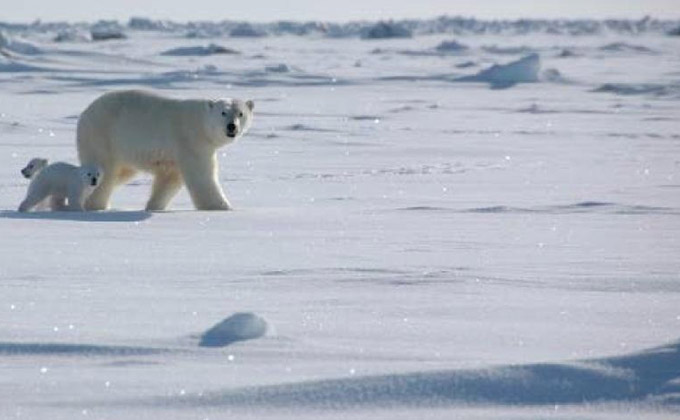 oso-polar-frio-cambio-climatico