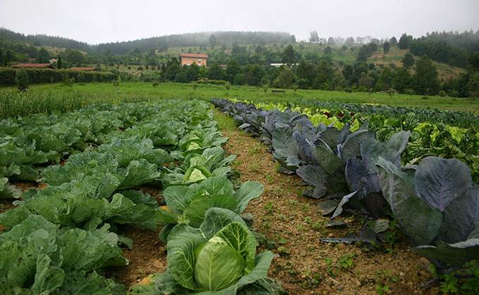 agricultura eocologica