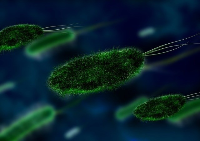 bactoria-tuberculosis