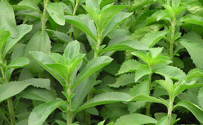 stevia