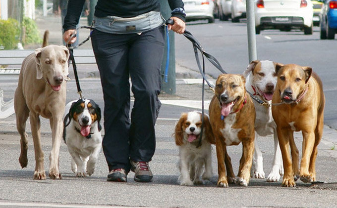 la-guardia-civil-detiene-paseadores-de-perros