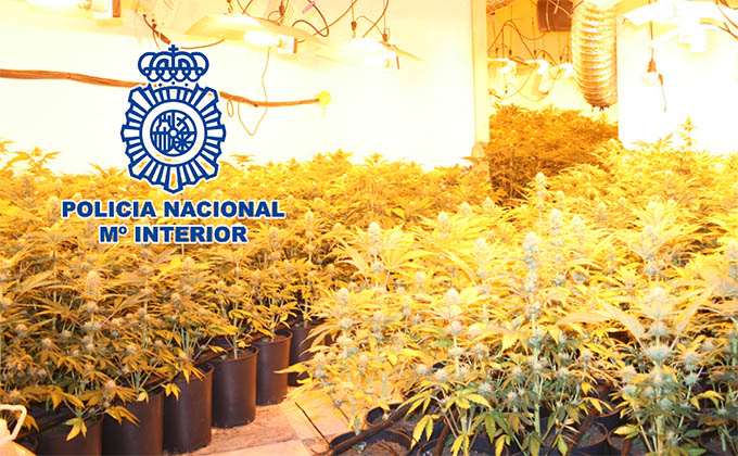 marihuana-policia-naciona