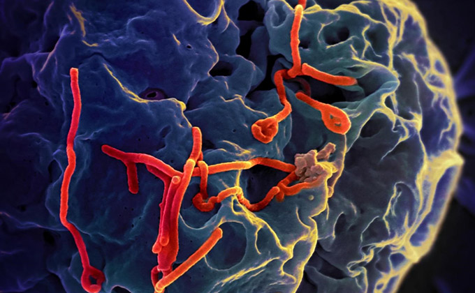 ebola-investigacion-salud