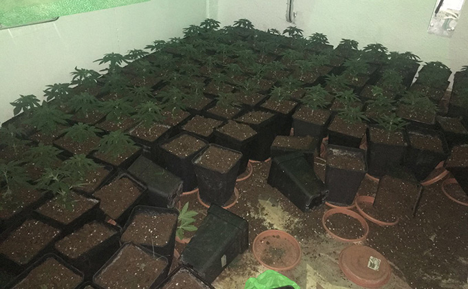 plantacion-marihuana-policialocalarmilla-droga