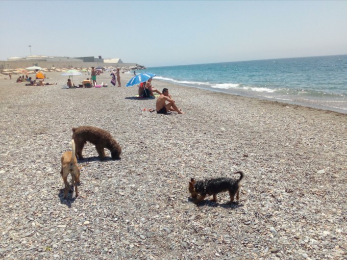 Playa de perros en Motril