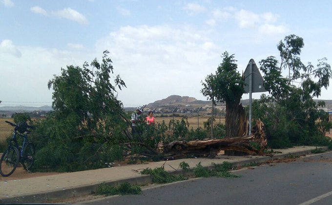 churriana-vega-arbol-caido-viento