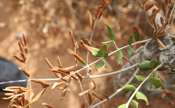 xylella fastidiosa