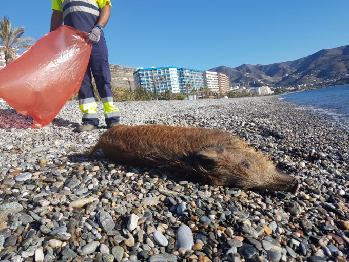 APARECE UN JABALI MUERTO EN PLAYA VELILLA 17 (1)