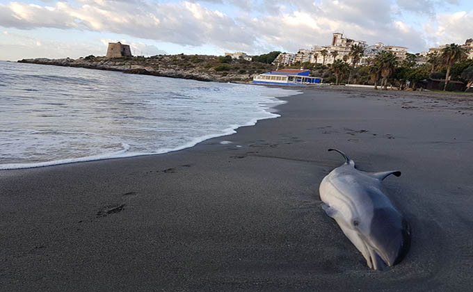 DELFIN HALADO EN PLAYA CALABAJIO 17 (2)